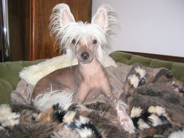 Aimee vom Rendez-Vous Berg