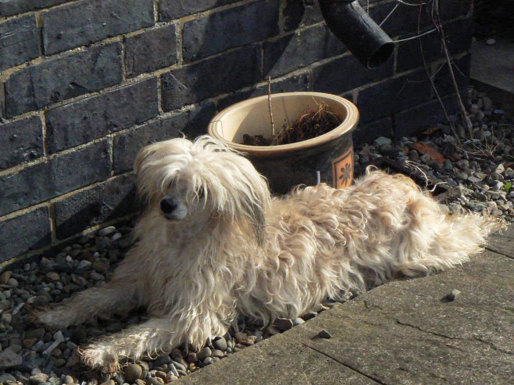 Annamac Zuki Of Doucai