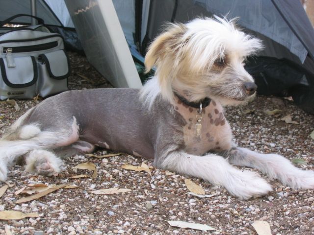 Dunja Dulcinea San-Dechan