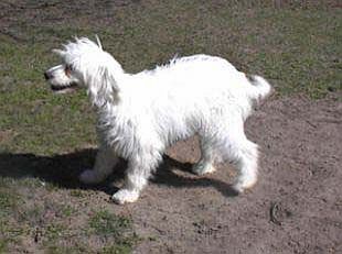 Alishea Atlantica San-Dechan