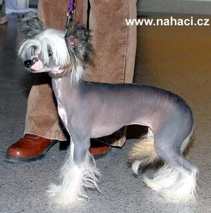 Dafne z Dalimilova raje