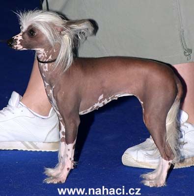 Daia od Kimovy boudy