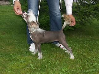 Concept Dog's Be Anybody You Want 