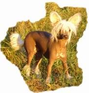 Little Hobbits Belladonna Beutlin