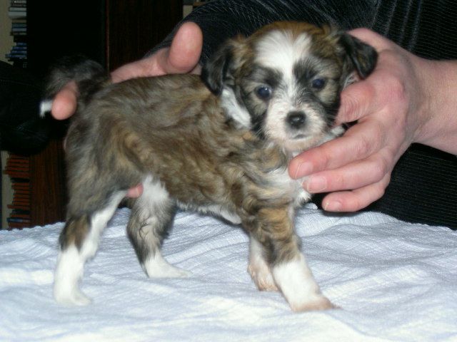 Little Hobbits Belba Bolger