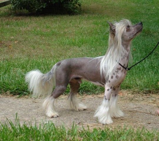 Wickhaven Know It All