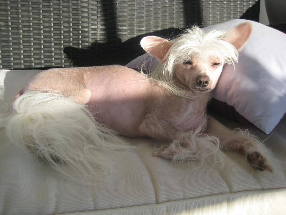 House Of Fun's Baron Brave Boy