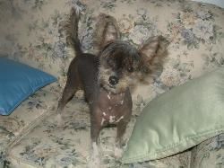 Shambhala's Princess Abigail