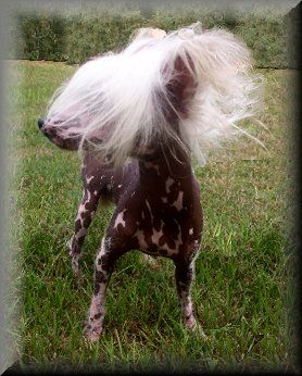 Sugar Pie Fantasy Island (Swiss Import)