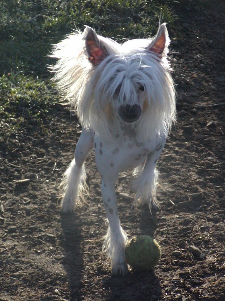 C-Cruz Goblet Of Fire