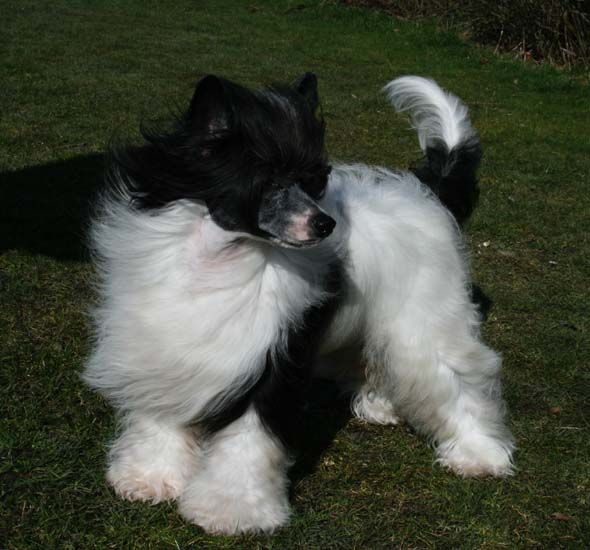 Taijan Dreamer Emotion