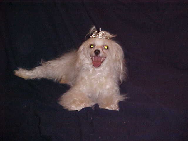 Blanch-O Midnight Rose 