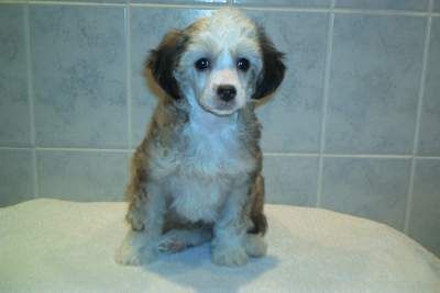 Tippytoes Phileas Fogg