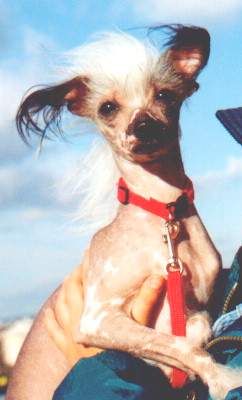 Betty-Boop Prague Limit