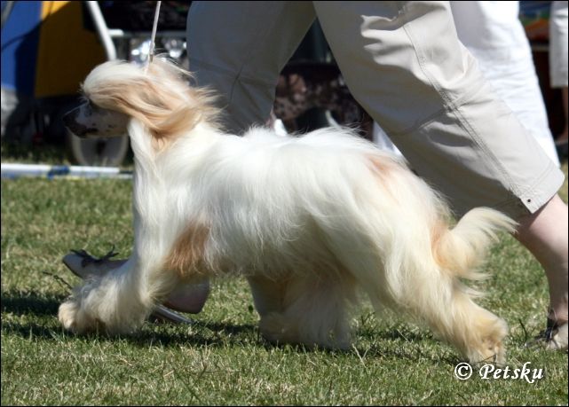 Hazard z Gangu Lysych