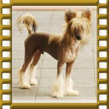 Mayu Treasures Jp Magic of Merlin