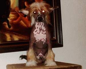 Bucefal Cai Bao Nino de La Calle