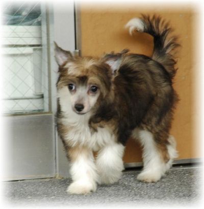 Mayu Treasures Jp Nice Dream