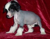 Cenny Cymes Leo Libra