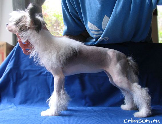 Rus Crimson Empaer Eva May-Flower