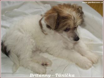 Britanny Garden Roses