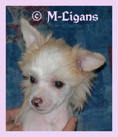 M-Ligans Osmeralda Demon