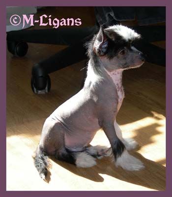 M-Ligans Osmirdium Demon