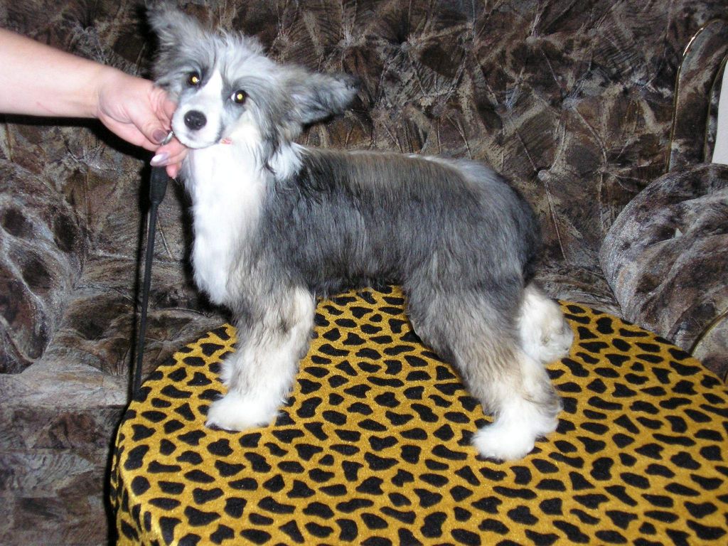 Royalgift African Prints Faramir