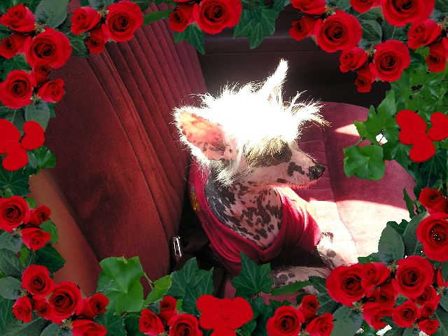 Kerrigan's Charming Lady