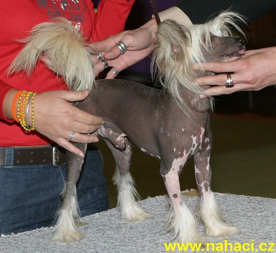 Valerian Blue Od Chlpiku