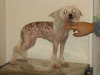 Oika Bull Zagazza Zazzera  