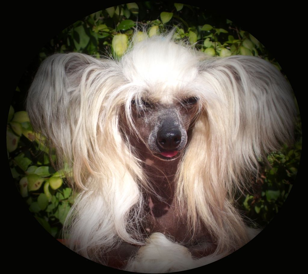 Ritorna Vincitor Della Castafiore 