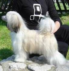 Poarott Elegant Natan