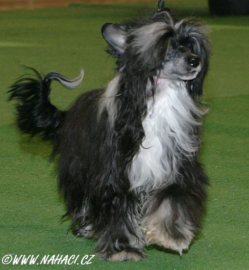 Winicjusz Sub-O-Divo