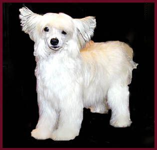 Oriental Jokes Ann'or