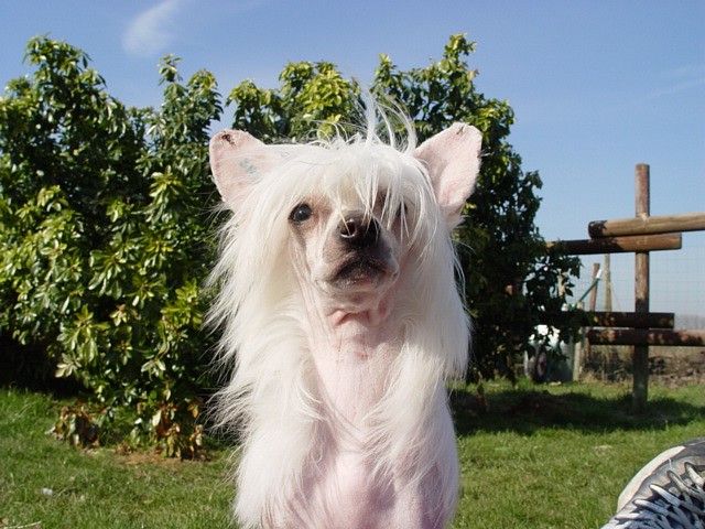 Evangelina For Mady's Love