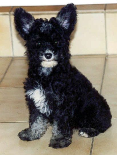 Africa de l'Arche de la Tuilerie