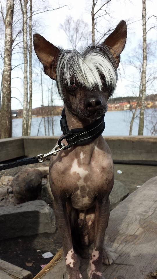 Dogs of Dark Prince Charming