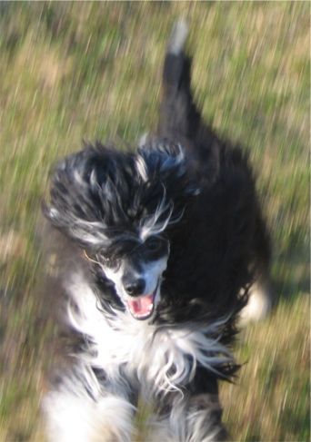 Mundiz Bondhyttans Medusa