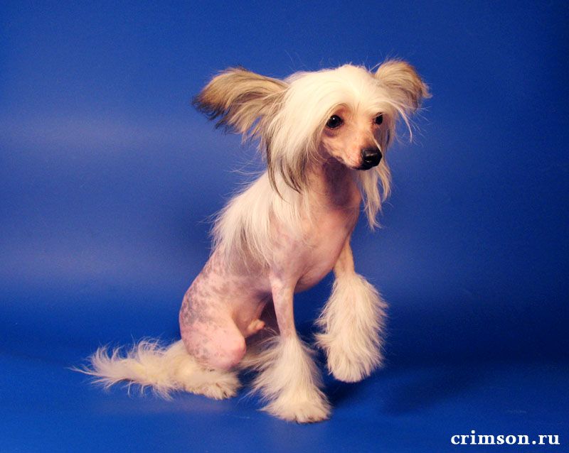 Rus Crimson Empaer Zenon Victorius