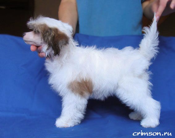 Rus Crimson Empaer Zelandiya