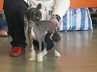 Blandora Dream Beleiver