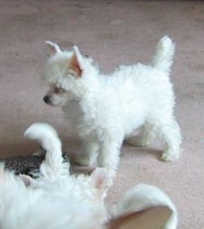 Splfyr Cauldron NBubbles