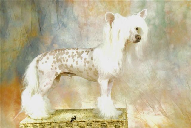 The Art Of Winning N'Co