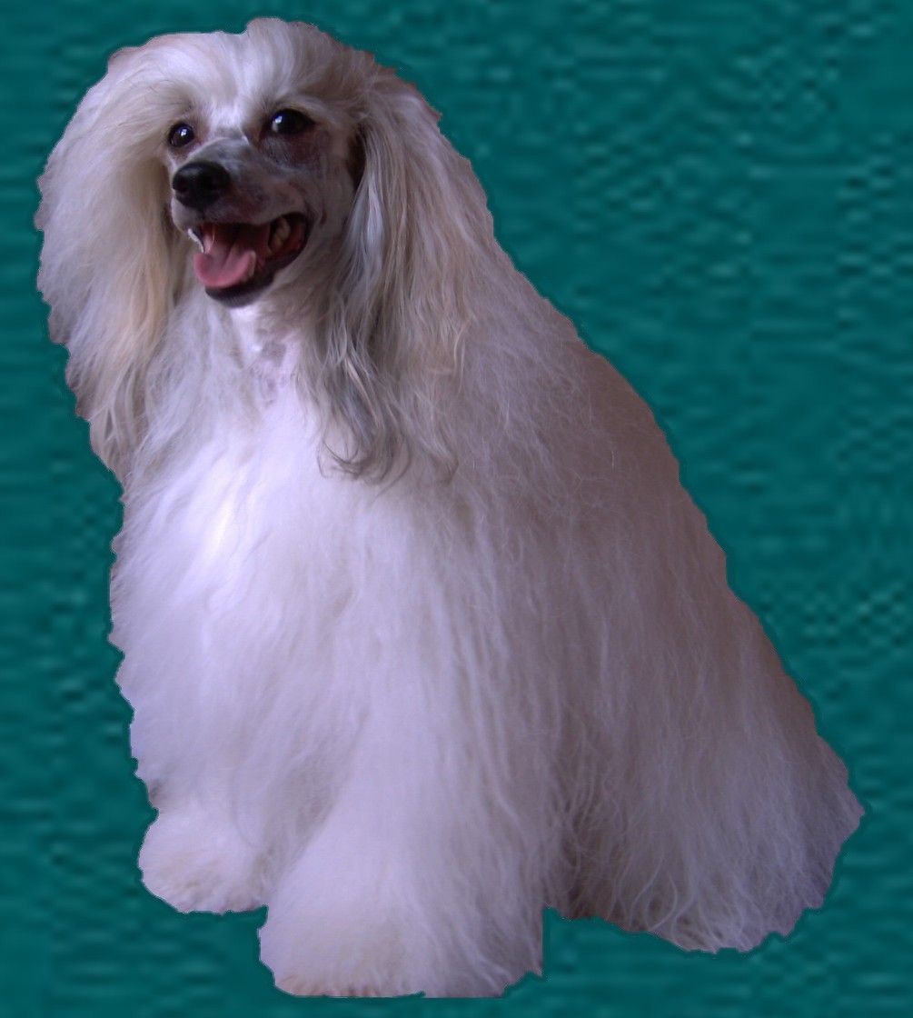 Andri von den Windpferden