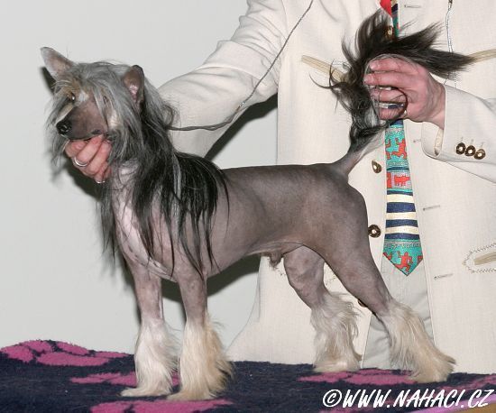 Fadia Gou Gou Avokaduh 