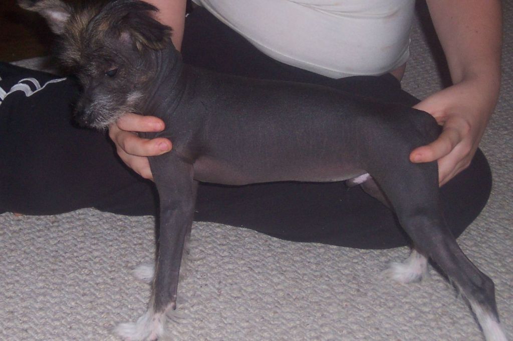 Badgercrest Fairytale Magic