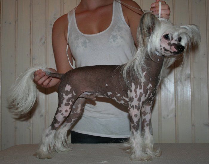 Reject's Three Times A Charm