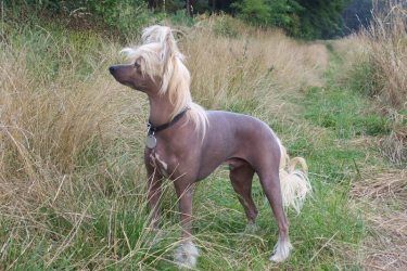 Garp z Kamilova dvora