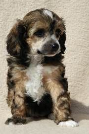 Hermiena z Kamilova dvora